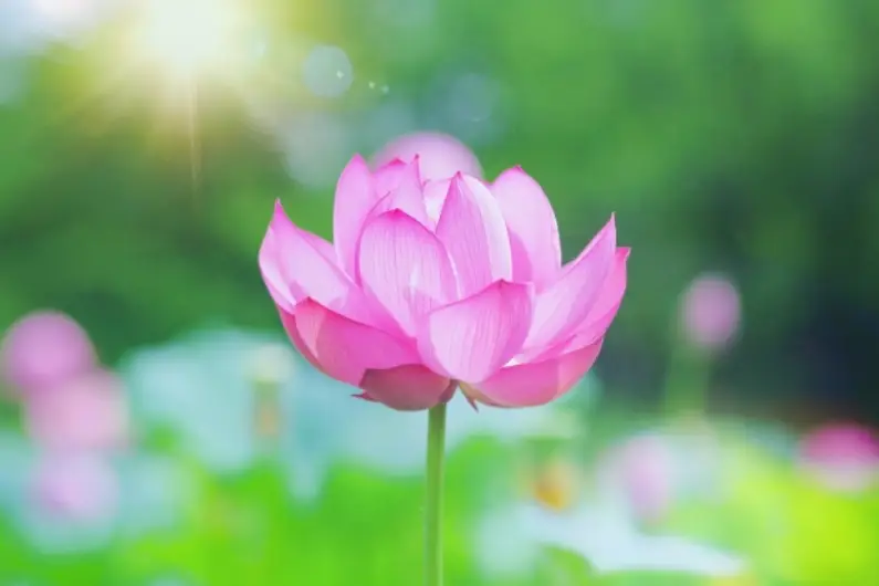 無宗教なら葬式しないでよい？無宗教葬儀の特徴や火葬のみとの違い、デメリットを解説