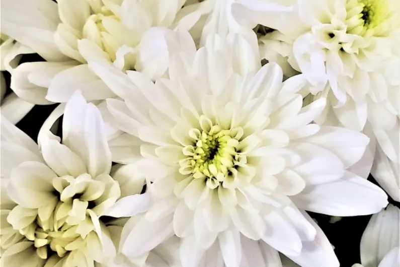 お別れ会とは？内容や一般的な葬儀との違い、服装・香典マナーを解説