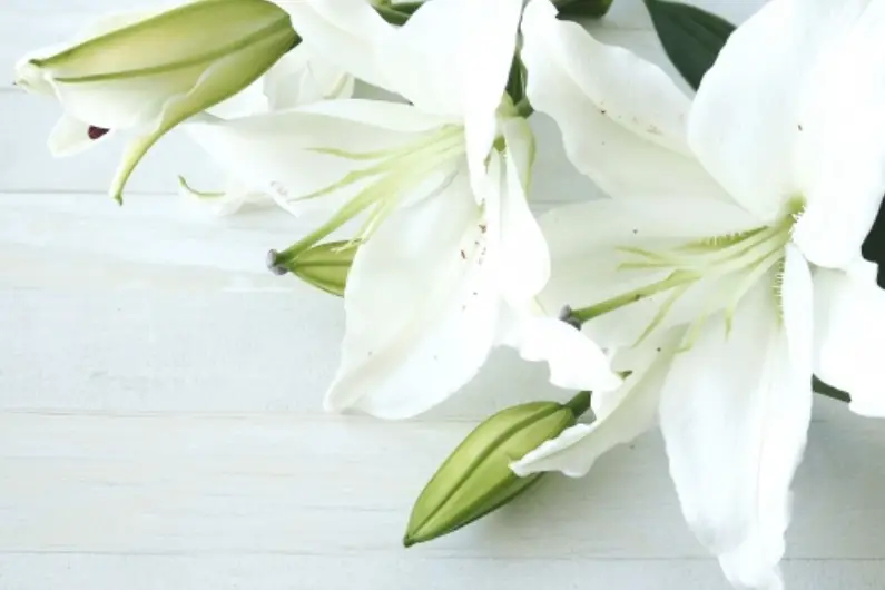 訃報をハガキで伝える「死亡通知状」とは？内容と書き方のマナーを解説